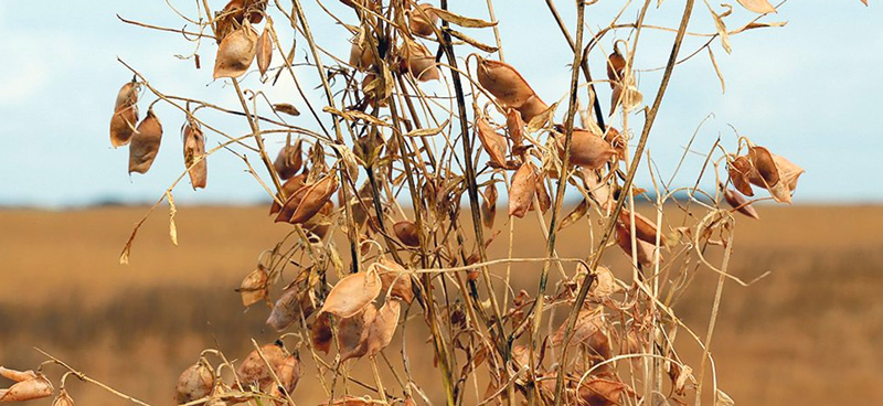 India buys more pulses